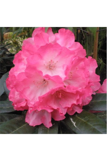 Рододендрон Фантастика