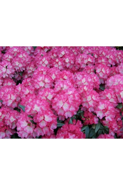 Рододендрон рожевий Фантастик