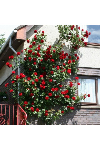 Троянда Амадеус – вертикальне озеленення