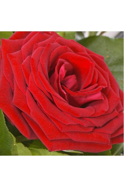 Троянда плетиста Амадеус (червона) 