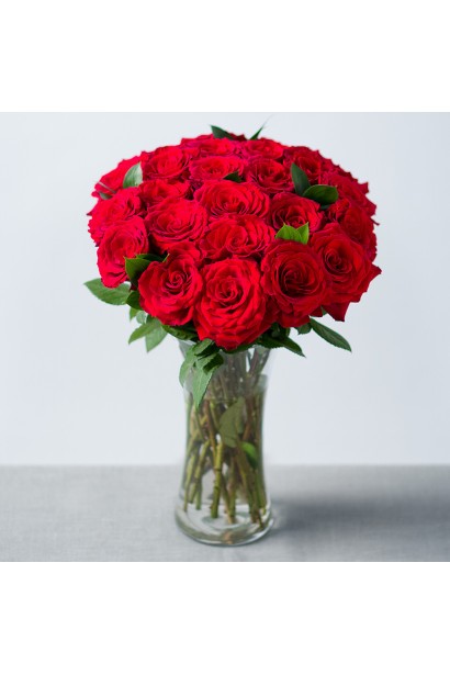 Rosa climbing Amadeus (red)