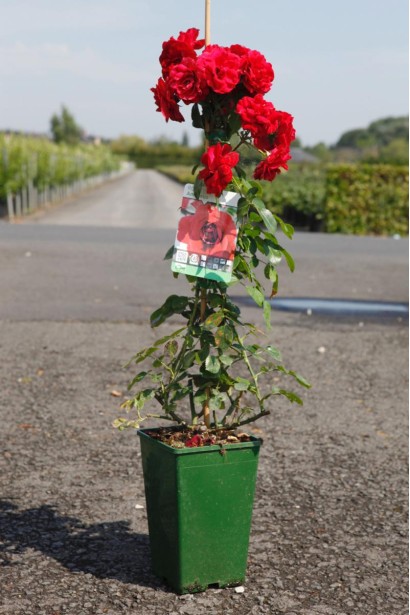 Троянда плетиста ремонтантна Амадеус (червона) | Роза плетистая ремонтантная Амадеус (красная) | Rosa climbing Amadeus (red)