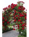 Троянда плетиста ремонтантна Амадеус (червона) | Роза плетистая ремонтантная Амадеус (красная) | Rosa climbing Amadeus (red)