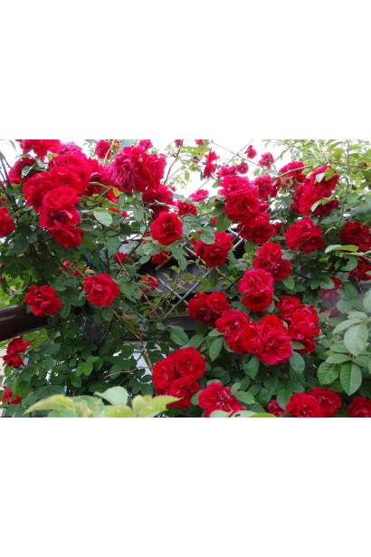 Amadeus climbing rose – чудовий вигляд на шпалерах.