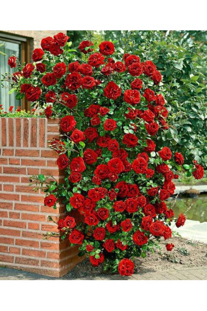 Climbing rose Amadeus – густі бутони червоного кольору.