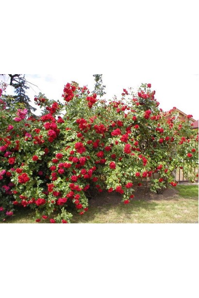 Climbing rose Amadeus – розкішне червоне цвітіння.