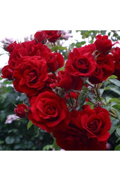 Троянда плетиста Амадеус – яскраві червоні квіти.