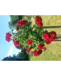 Троянда плетиста ремонтантна Амадеус (червона) | Роза плетистая ремонтантная Амадеус (красная) | Rosa climbing Amadeus (red)