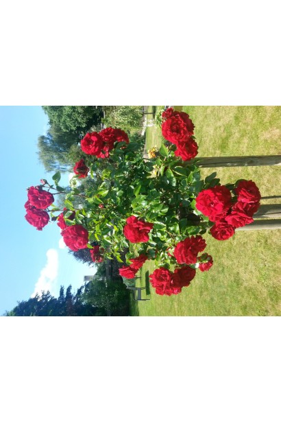 Rosa climbing Amadeus (red)