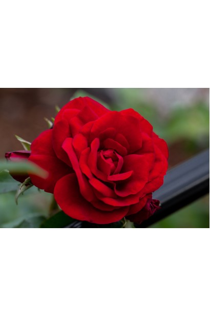 Climbing rose Amadeus – неперевершений аромат і вигляд.