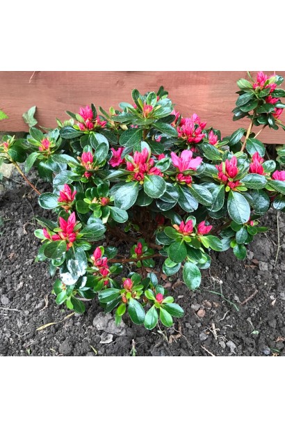 Компактный куст Nino Crimson идеален для маленьких садов.