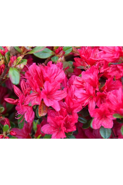 Рододендрон якушиманский Нино Кримсон