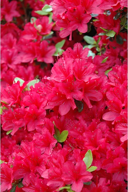 Рододендрон якушиманский Нино Кримсон