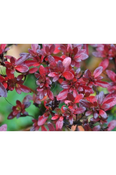 Якушиманский рододендрон Nino Crimson – украшение любого сада.