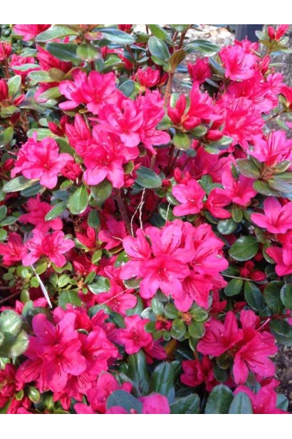 Компактный Rhododendron Nino Crimson легко вписывается в ландшафт.