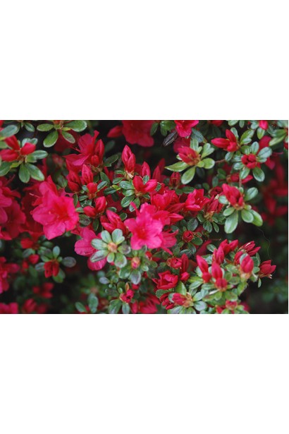 Rhododendron yakushiman Nino Crimson