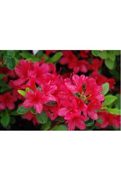 Rhododendron yakushiman Nino Crimson