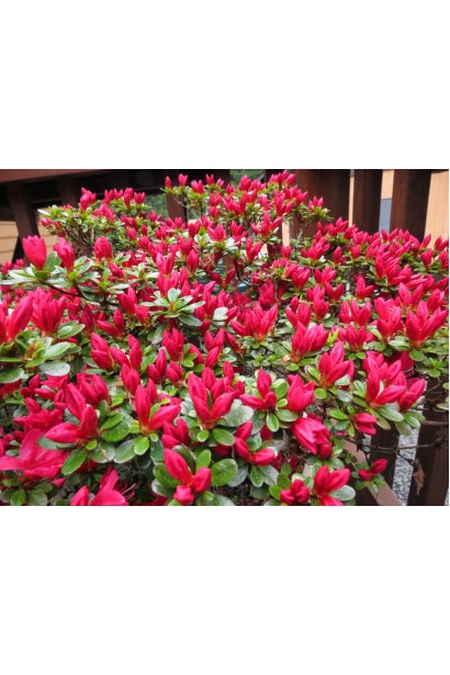 Обильно цветущий Nino Crimson оживляет весенний сад.