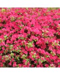Рододендрон якушиманський Ніно Кримсон | Rhododendron yakushiman Nino Crimson | Рододендрон якушиманский Нино Кримсон