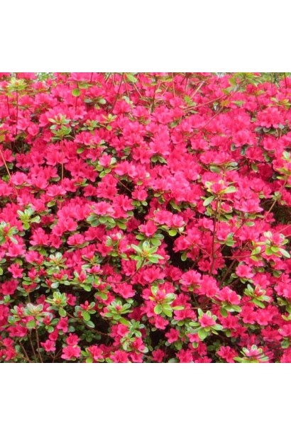 Цветущий Nino Crimson придает ландшафту яркие цвета.