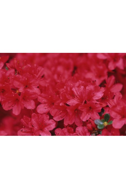 Куст Nino Crimson создает эффектный контраст в саду.