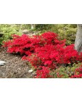 Рододендрон якушиманський Ніно Кримсон | Rhododendron yakushiman Nino Crimson | Рододендрон якушиманский Нино Кримсон