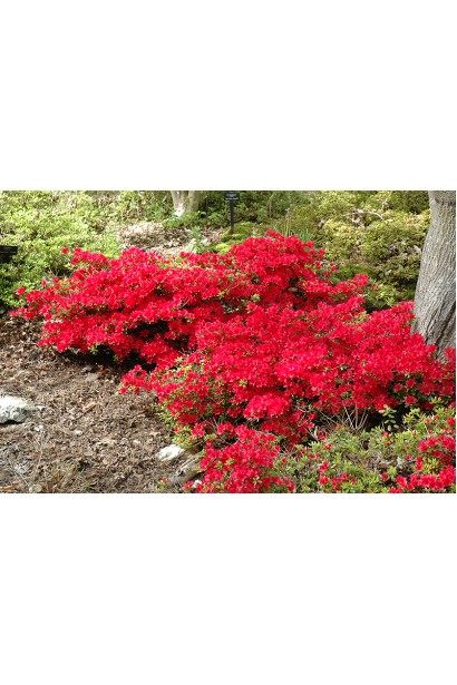 Ярко-красные цветы Nino Crimson украшают ландшафт.