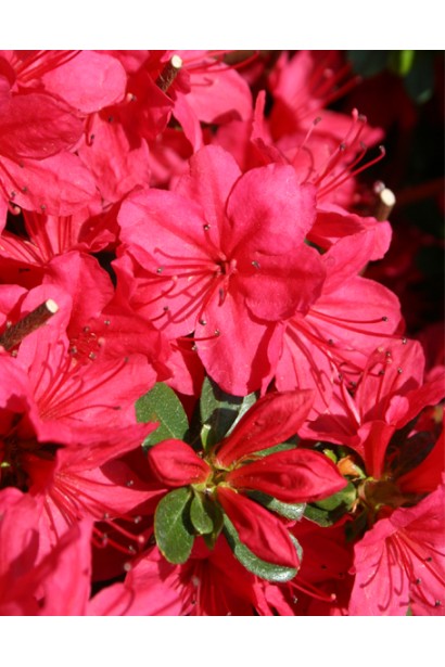 Цветущий Nino Crimson привлекает внимание своим насыщенным цветом.