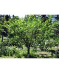 Алича великоплідна Генерал (середня) | Алыча крупноплодная Генерал (средняя) | Prunus cerasifera General