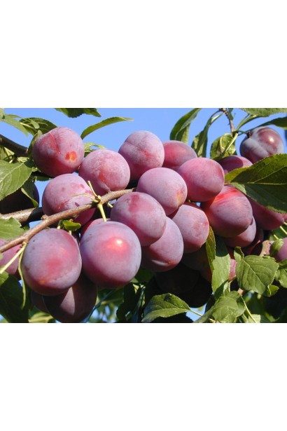 Алыча крупноплодная Генерал (средняя) 