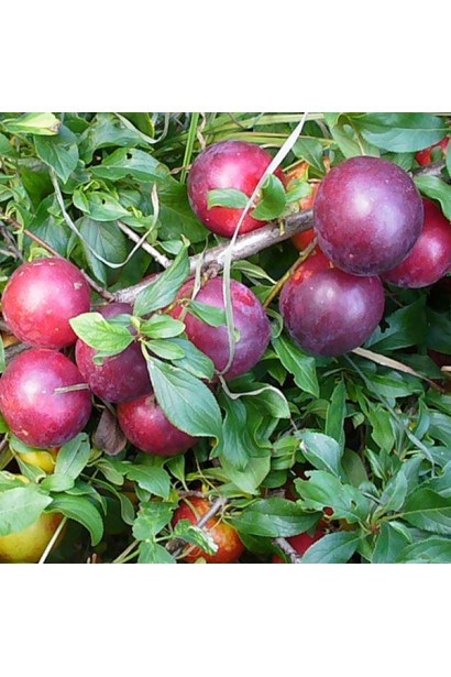 Алыча крупноплодная Генерал плод