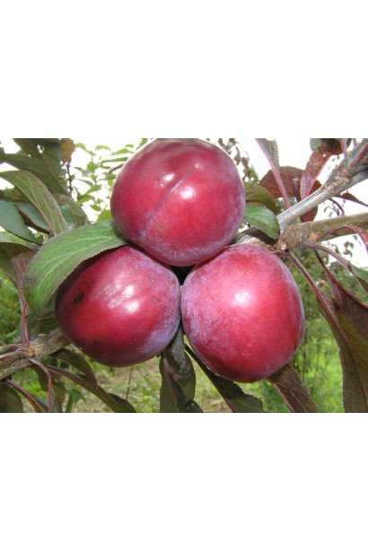 Prunus cerasifera General