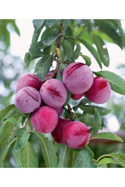 Алика General средняя