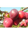 Алыча крупноплодная Генерал | Алича великоплідна Генерал | Prunus cerasifera General