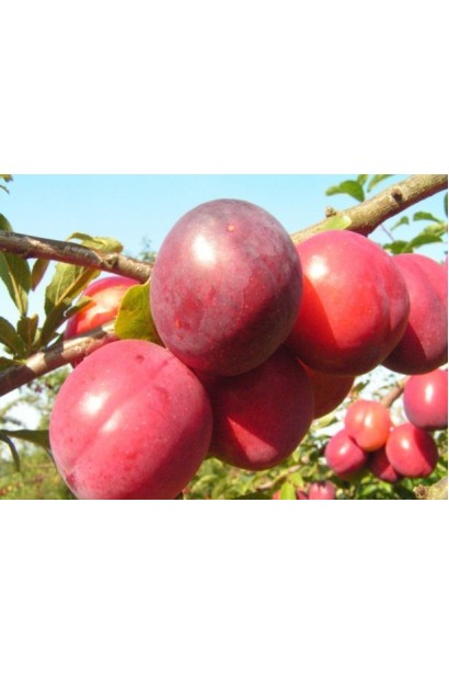 Алича Генерал фиолетовые плоды