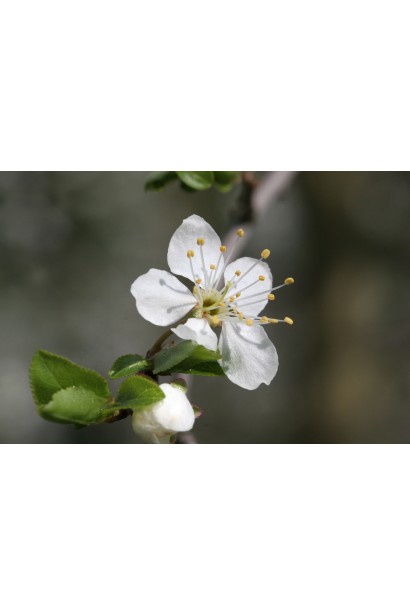 Алича Генерал цветы