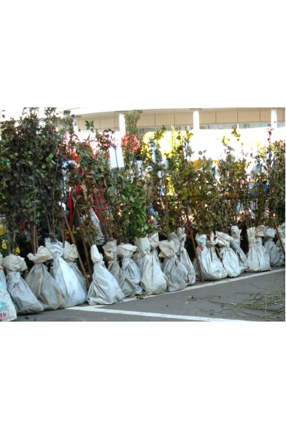 Алича крупноплодная Генерал саженцы с голым корнем