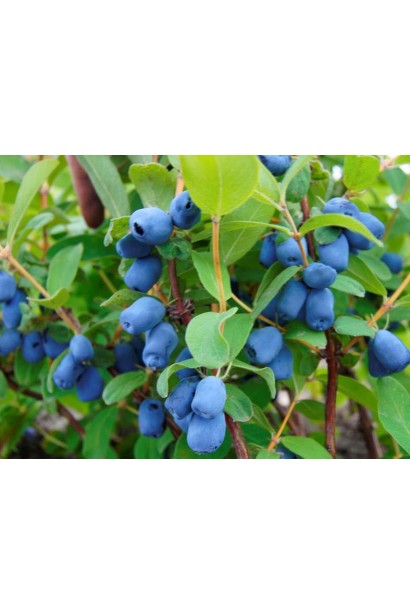 Жимолость їстівна Ведмедиця