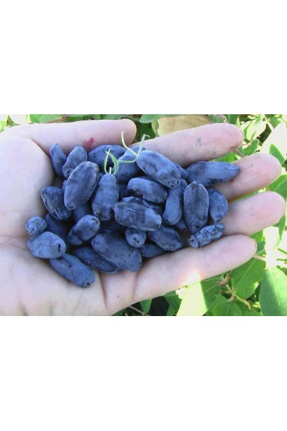 Жимолость їстівна Ведмедиця ранній сорт