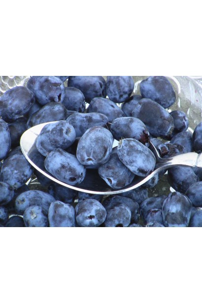 Жимолость їстівна Medveditsa