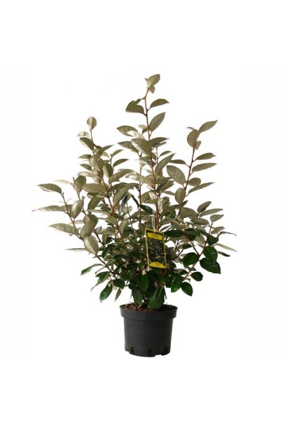 Жимолость їстівна Ведмедиця саджанець в контейнері