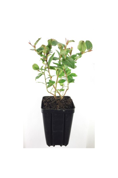 Жимолость їстівна  Велика Ведмедиця саджанець Р9