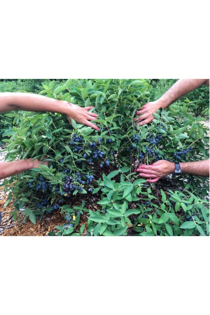 Жимолость їстівна Ведмедиця збір врожаю