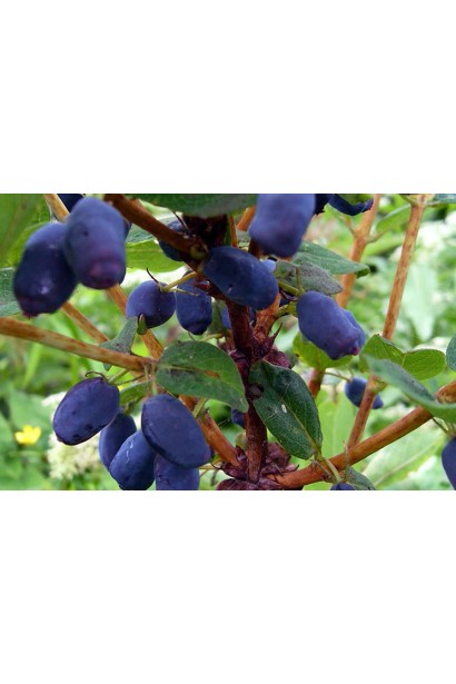 Жимолость їстівна Велика Ведмедиця плоди