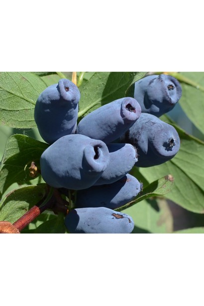 Жимолость Ведмедиця темно-сині ягоди з восковим нальотом