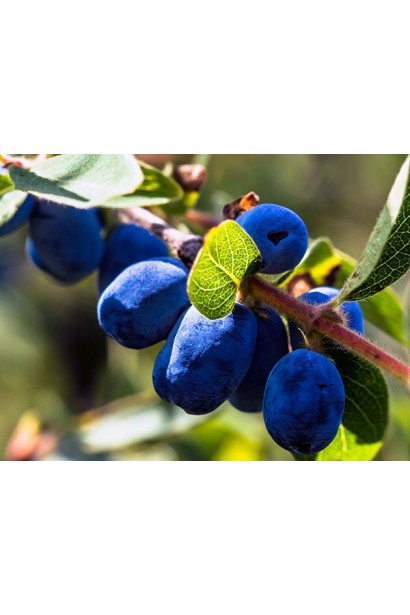 Жимолость їстівна Ведмедиця бочковидні ягоди