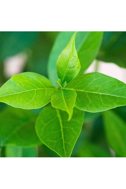 Жимолость їстівна Ведмедиця листя