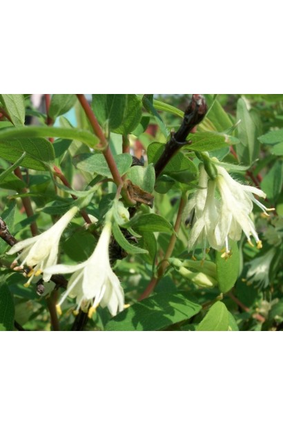 Жимолость їстівна Ведмедиця цвітіння білими квітами