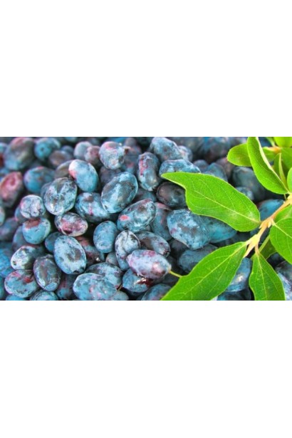 Лоніцера їстівна Ведмедиця