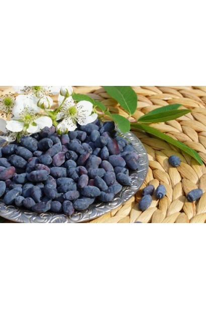 Lonicera edulis Medveditsa